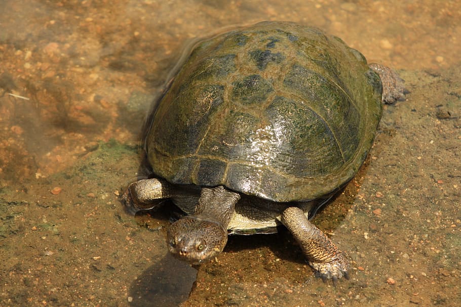 HD wallpaper: terrapin, fresh water turtle, swim, animal themes, animal ...