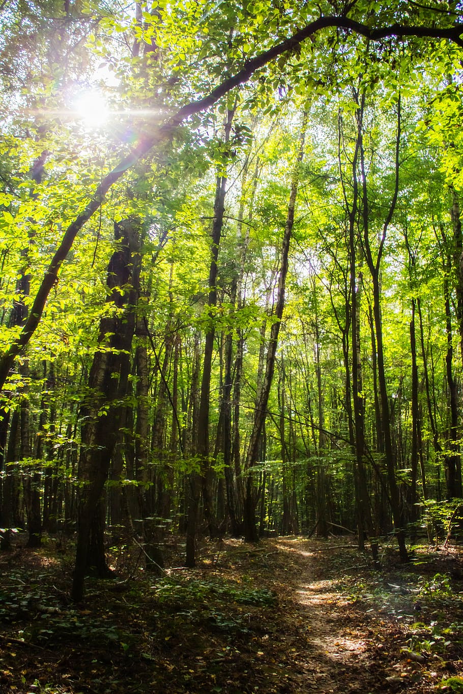 forest, light, the sun, tree, nature, landscape, shadow, way HD wallpaper