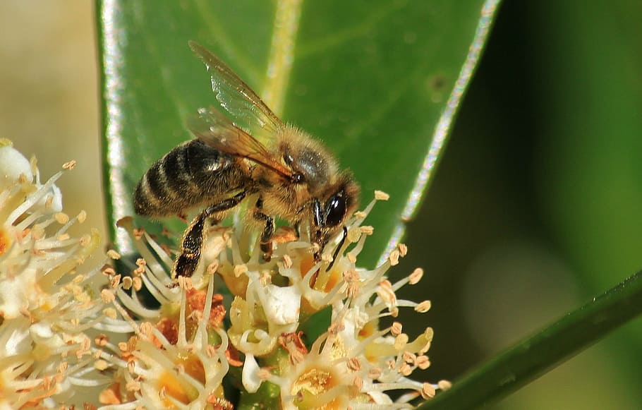 bee, bees, macro, flower, blossom, bloom, insect, plant, close HD wallpaper