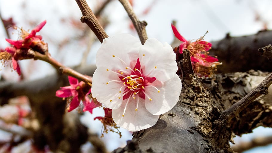 Cherry, Spring, Spring Flowers, Macro, blossom, fragility, beauty in nature HD wallpaper