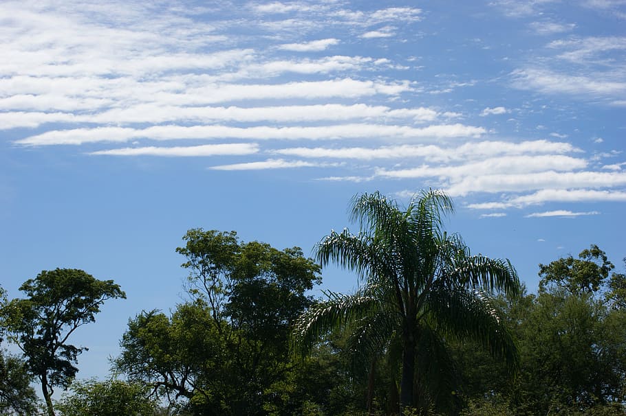 sky, clouds, jungle, tree, palm, paraguay, south america, plant HD wallpaper