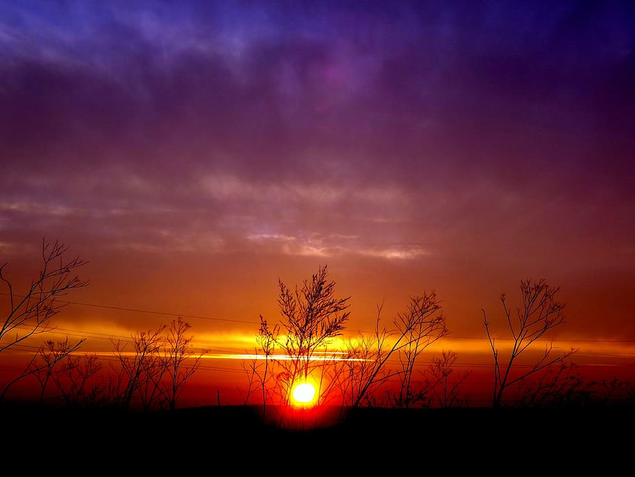 sunset, plants, sky, cloud, in the evening, silhouette, cloud - sky HD wallpaper