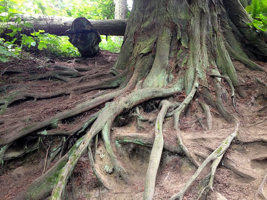 roots, tree, rainforest, nature, green, plant, tree trunk, growth HD wallpaper