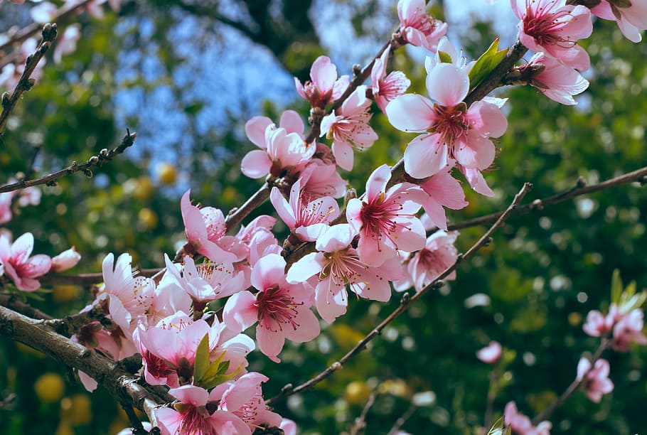 nature, flowers, branches, petals, bloom, blooming, blossom, blur HD wallpaper