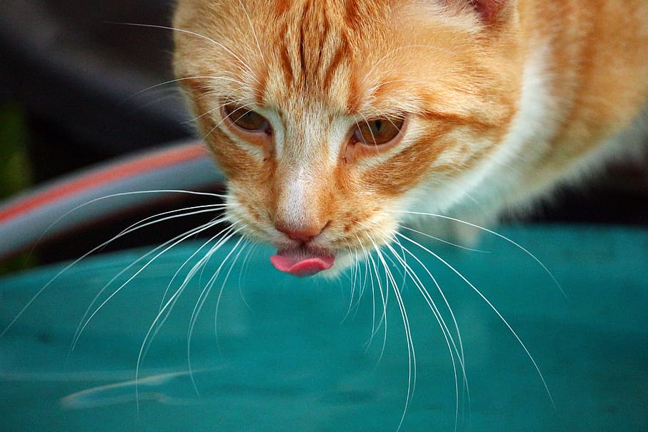 Kitten, Red Cat, mieze, red mackerel tabby, domestic cat, cat portrait HD wallpaper