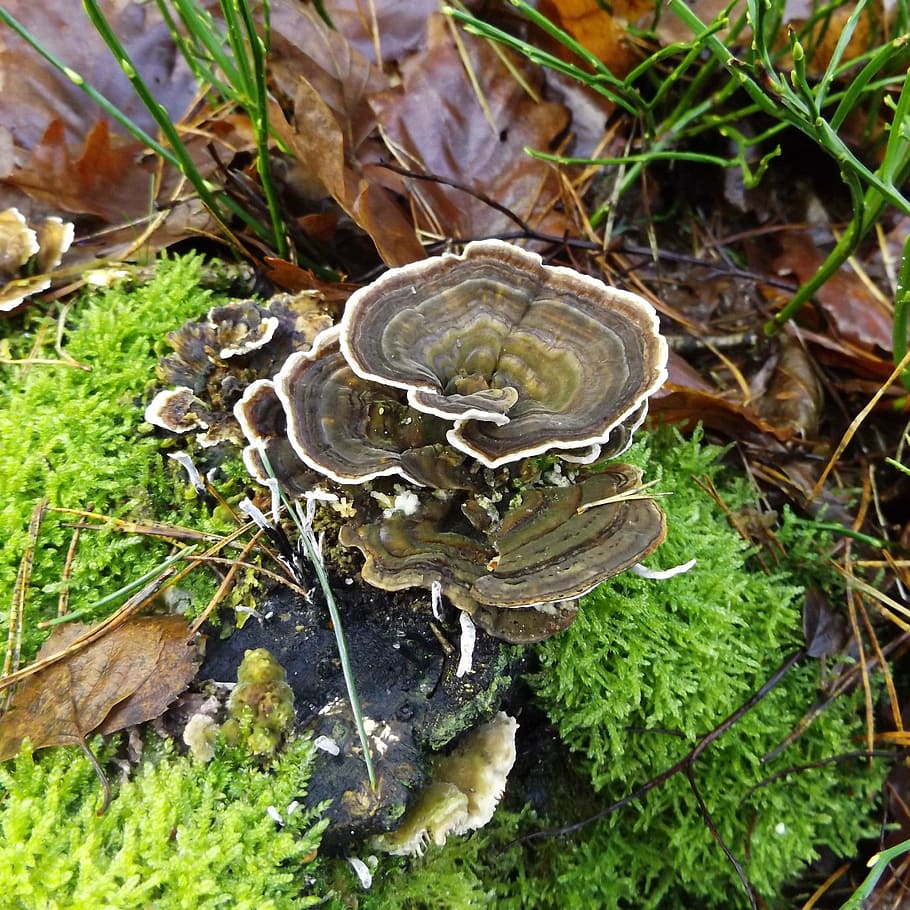 mushroom, forest, moss, moist, nature, plant, growth, vegetable HD wallpaper