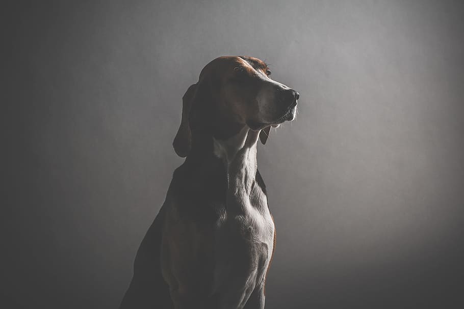 shallow focus photography of sitting dog, white and brown dog standing in front of gray wall
