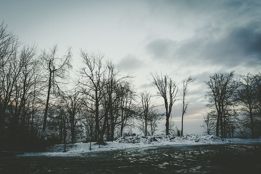 Forest, Dark, Bare, Silence, Privacy, wood, pine, snow, nature HD wallpaper