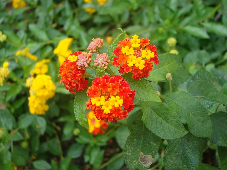 flowers, shrub, spring, vegetable, nature, garden, shrub's flowers HD wallpaper