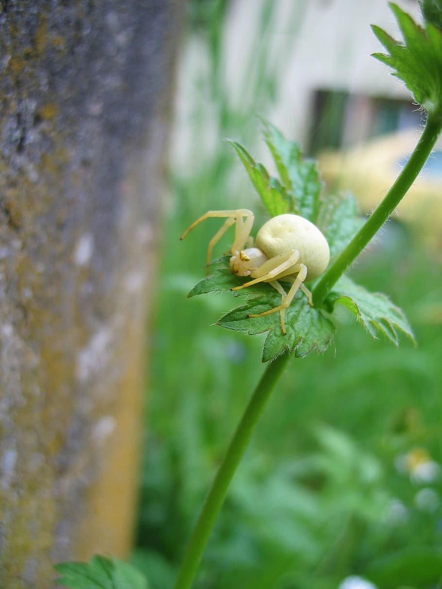 dorsata, insect, arachnids, spider, animal, yellow, nature HD wallpaper