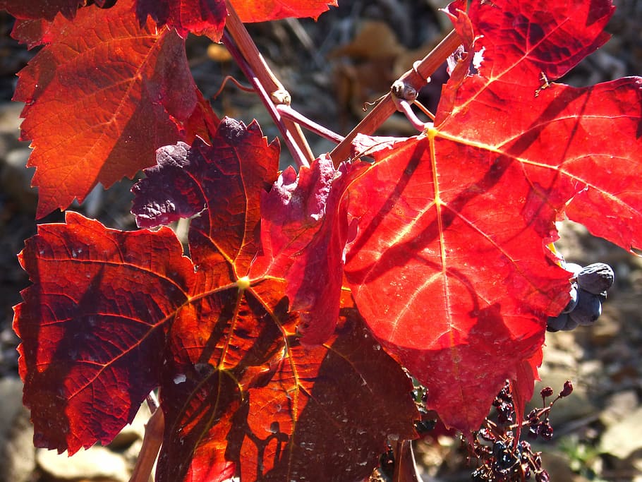 vine leaf, vineyard, priorat, red, backlight, october, plant part HD wallpaper