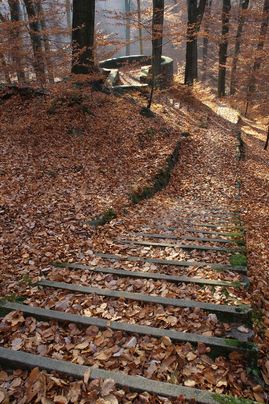 Forest, Nature, Germany, Saxony, autumn, dresden heath, weißer hirsch, HD wallpaper