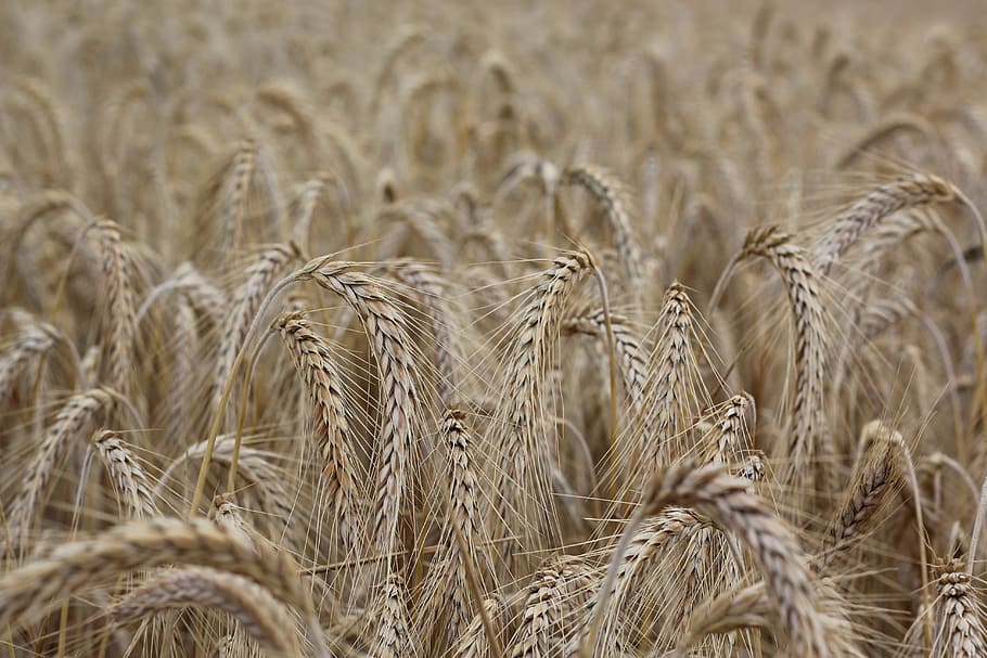 cereals, spike, cornfield, crop, agriculture, cereal plant HD wallpaper