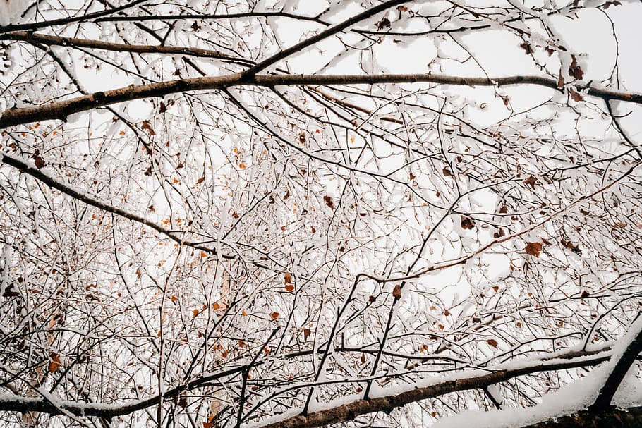 cold, snow, wood, nature, branch, branches, close-up, environment HD wallpaper