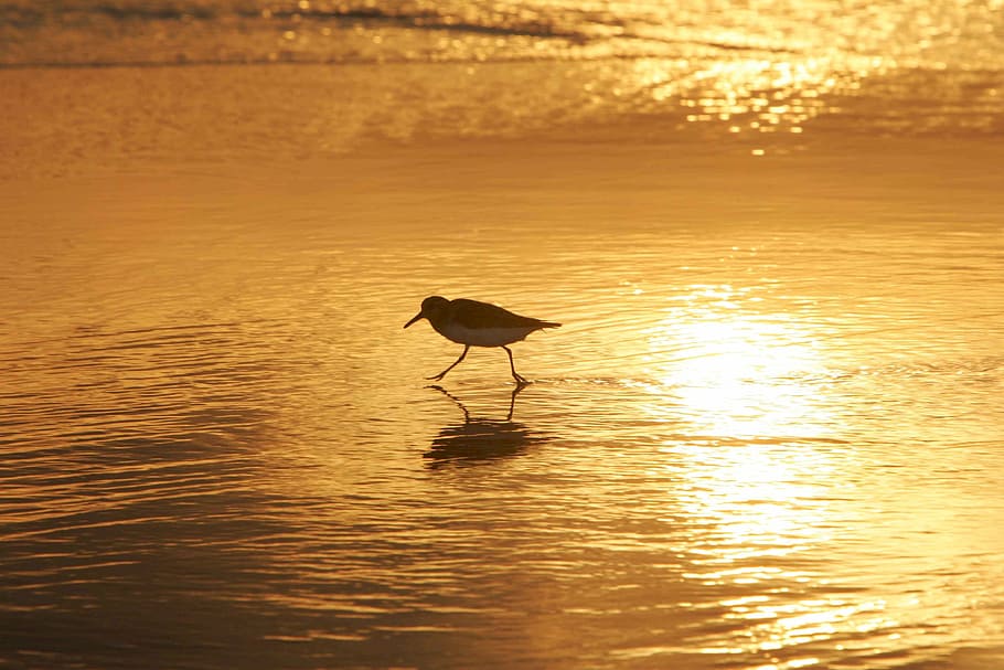 sanderling, bird, wading, water, beach, wildlife, sunset, reflection HD wallpaper