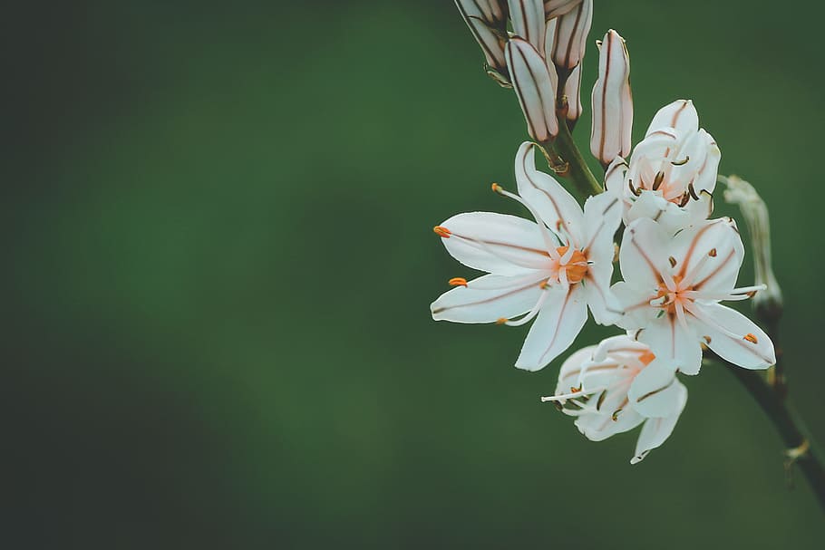 selective focus photography of white and orange petaled flower, shallow focus photography of white flowers HD wallpaper