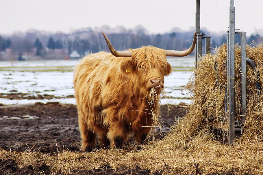 beef, long horn, hay, manger, eat, winter, horns, animal themes HD wallpaper