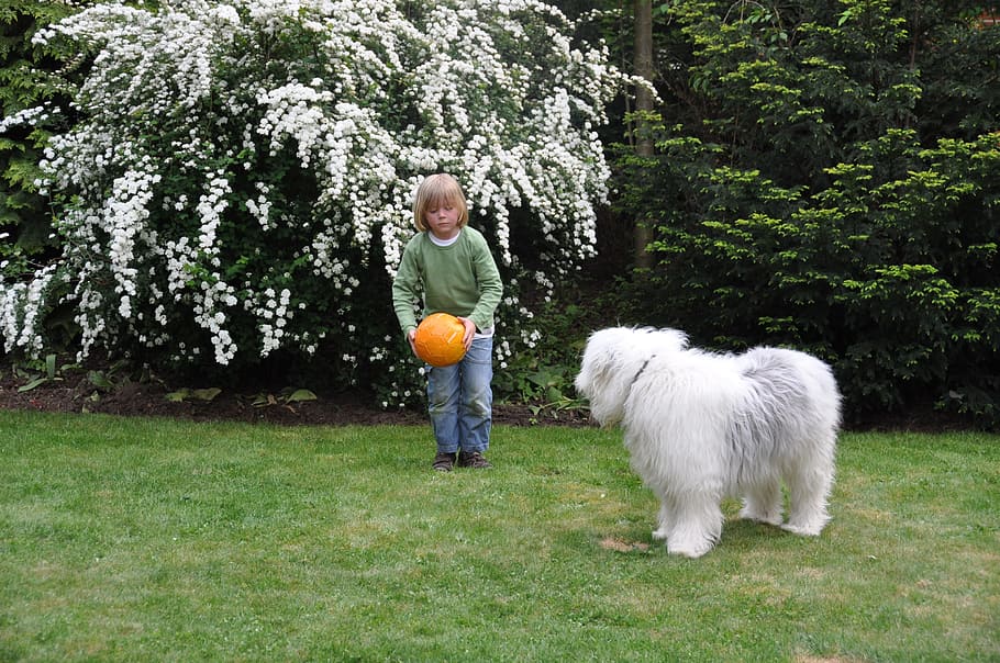 Ball, Dog, Boy, Play, Shoot, Bobtail, child, young, fellig HD wallpaper