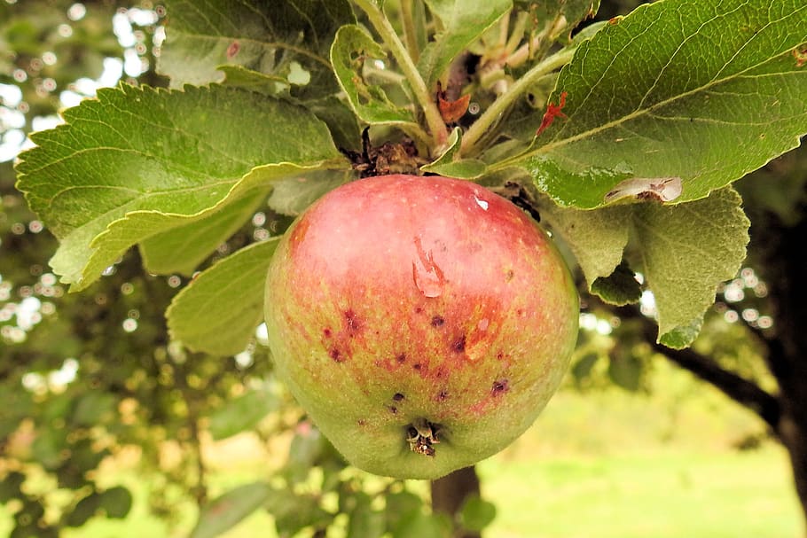 apple, apple tree, fruit, kernobstgewaechs, food, healthy eating HD wallpaper
