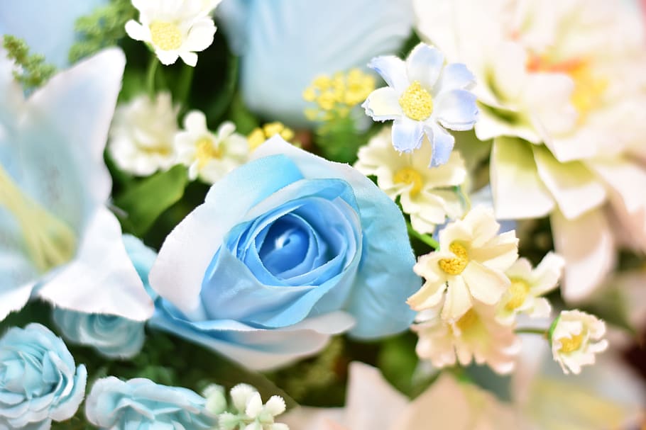 flower, daisy, blossom, spring, blooming, summe, flowering plant HD wallpaper