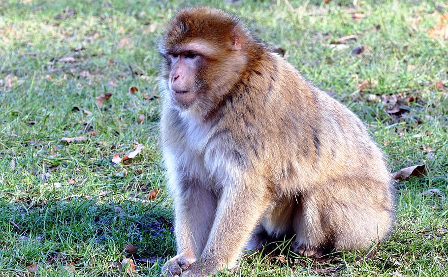 Brown Monkey on Green Grass during Daytime, animal, cute, macaque HD wallpaper