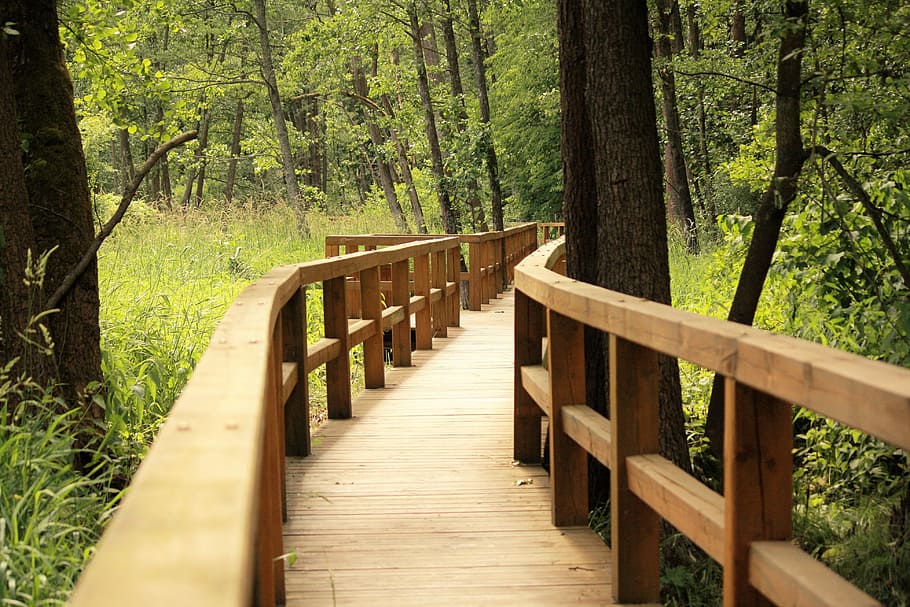 forest, the path, bridge, nature, plant, tree, land, wood - material HD wallpaper