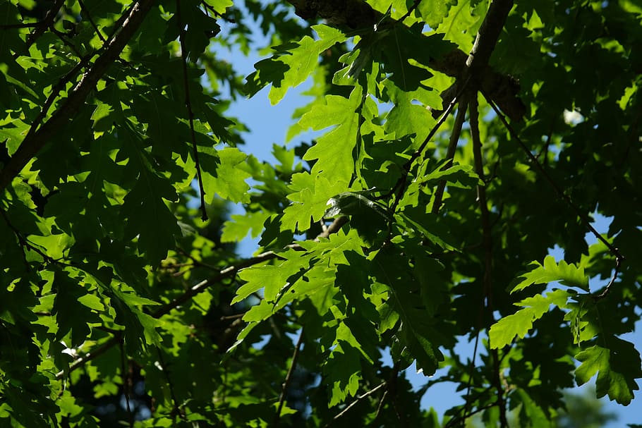 low angle photo of green oak tree, Leaf, Back Light, Shine, shine through, HD wallpaper