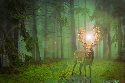 brown stag in forest illustration, hirsch, crown, fallow deer HD wallpaper