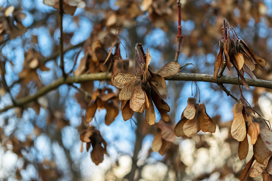 tree, seeds, autumn, forest, nature, plant, dry, close-up, plant part HD wallpaper