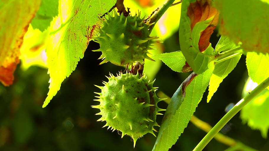 chestnut, tree, nature, branch, summer, fruit, tree fruit, spur HD wallpaper