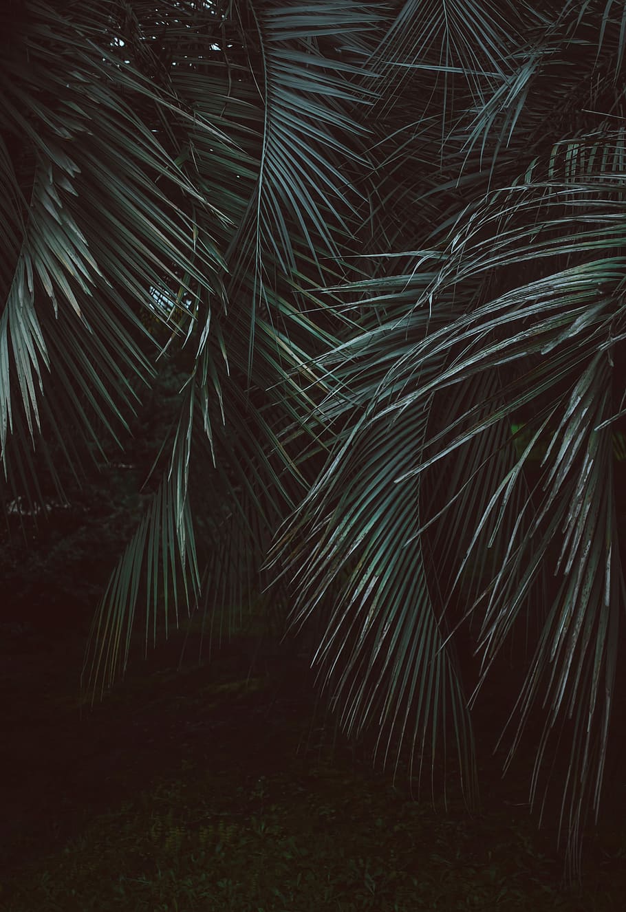 coconut tree leaves photography, green leafed tree, woodland, HD wallpaper