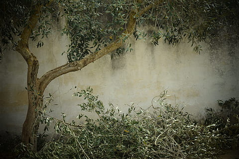 brown and green tree, olive tree, nostalgia, background, tree cutting HD wallpaper