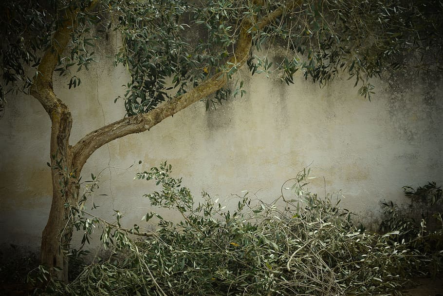 brown and green tree, olive tree, nostalgia, background, tree cutting HD wallpaper