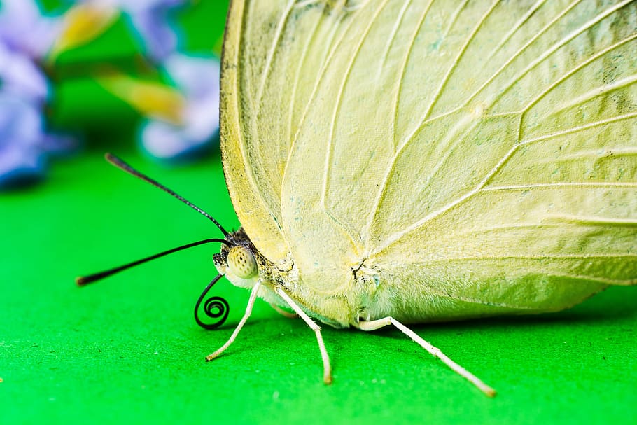 butterfly, insect, butterfly - Insect, nature, animal, animal Wing HD wallpaper