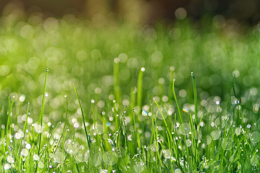 selective focused photo of a green grass, meadow, dew, pearl HD wallpaper
