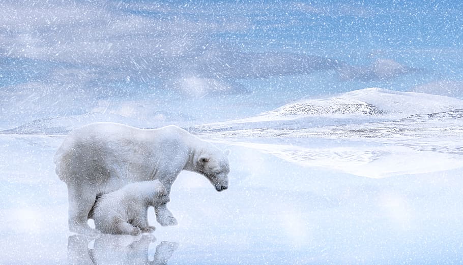 polar bear and cub in snowfield, polar bears, polar bear cub, HD wallpaper
