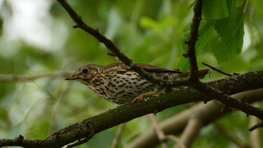 drozd, bird, branches, animal, animal themes, animal wildlife HD wallpaper
