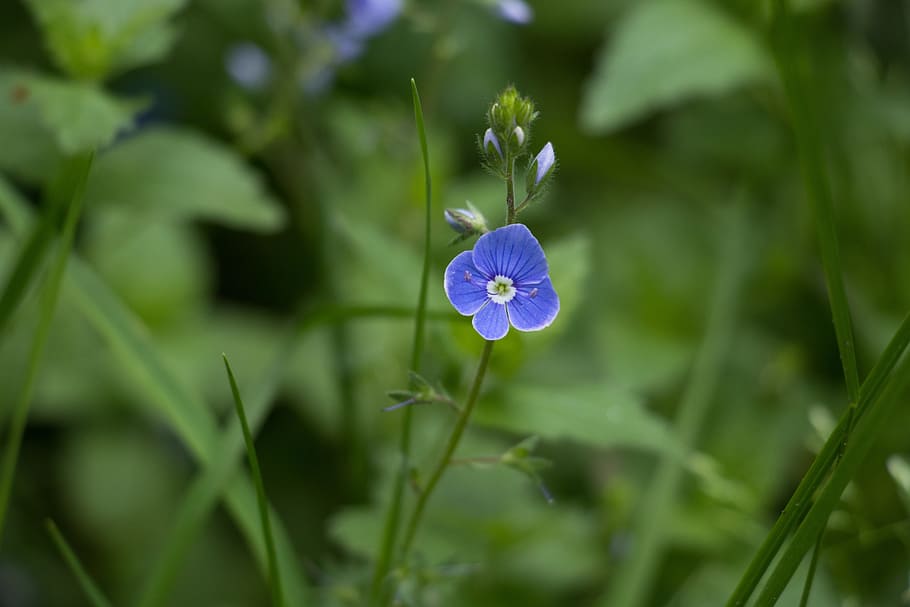 flower, blue, nature, plant, flowering plant, freshness, fragility HD wallpaper