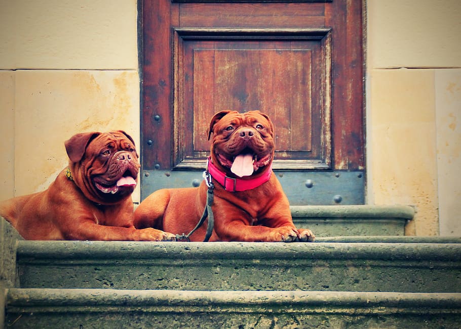 focus photo of two adult red French mastiff on stairs, bordeaux, HD wallpaper