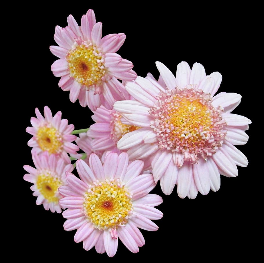 daisies, pink, black background, flower, flowering plant, studio shot HD wallpaper