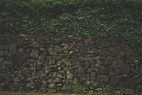 stone wall with vine plants, bricks, brown, green, leaves, wall - Building Feature HD wallpaper