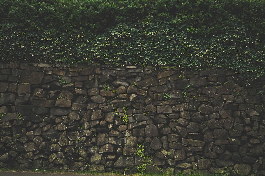 stone wall with vine plants, bricks, brown, green, leaves, wall - Building Feature, HD wallpaper