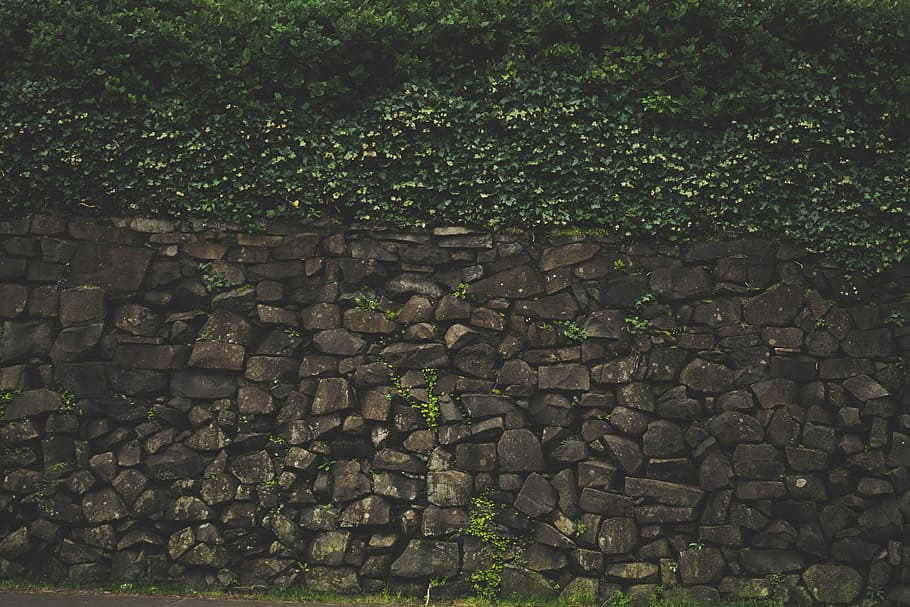 stone wall with vine plants, bricks, brown, green, leaves, wall - Building Feature HD wallpaper