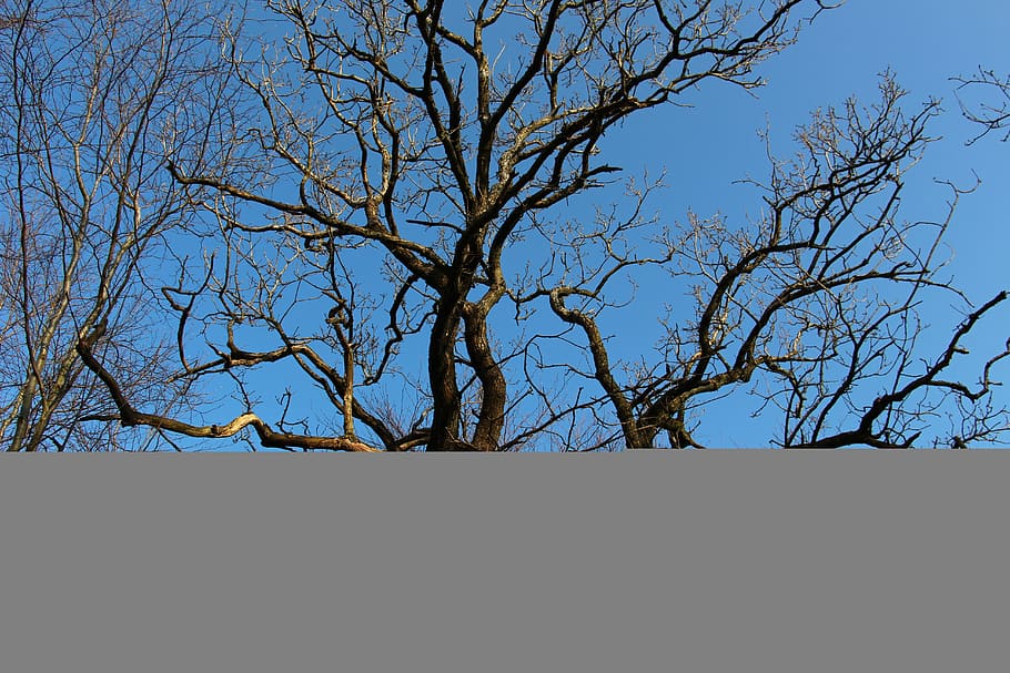 tree, wood, fall, branch, bare tree, low angle view, plant HD wallpaper