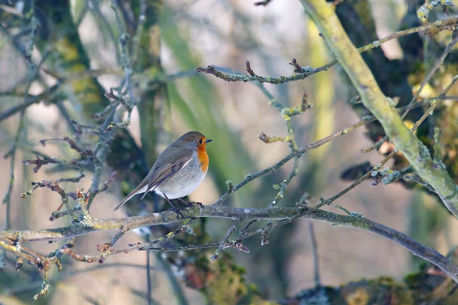 robins, bird, natural, expensive, have, denmark, spring, småfugl HD wallpaper
