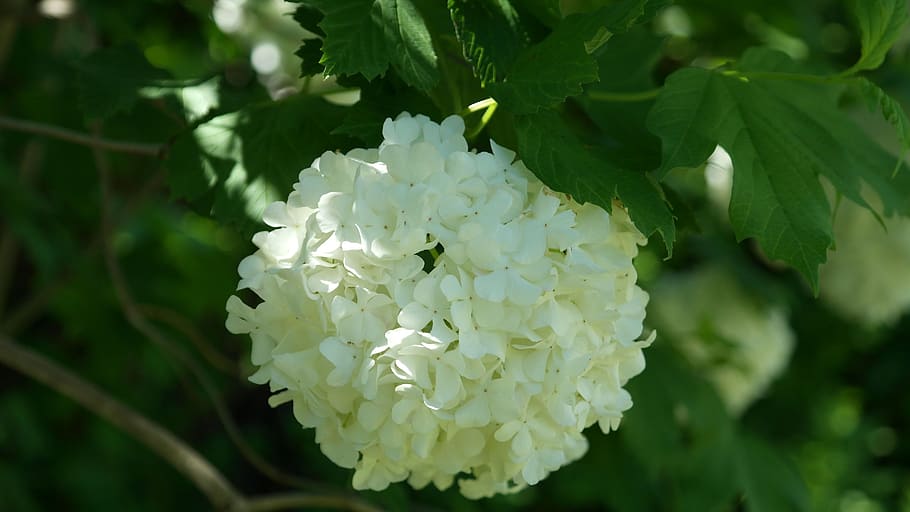 bush, spring, snow ball, flower, flowering plant, growth, beauty in nature HD wallpaper