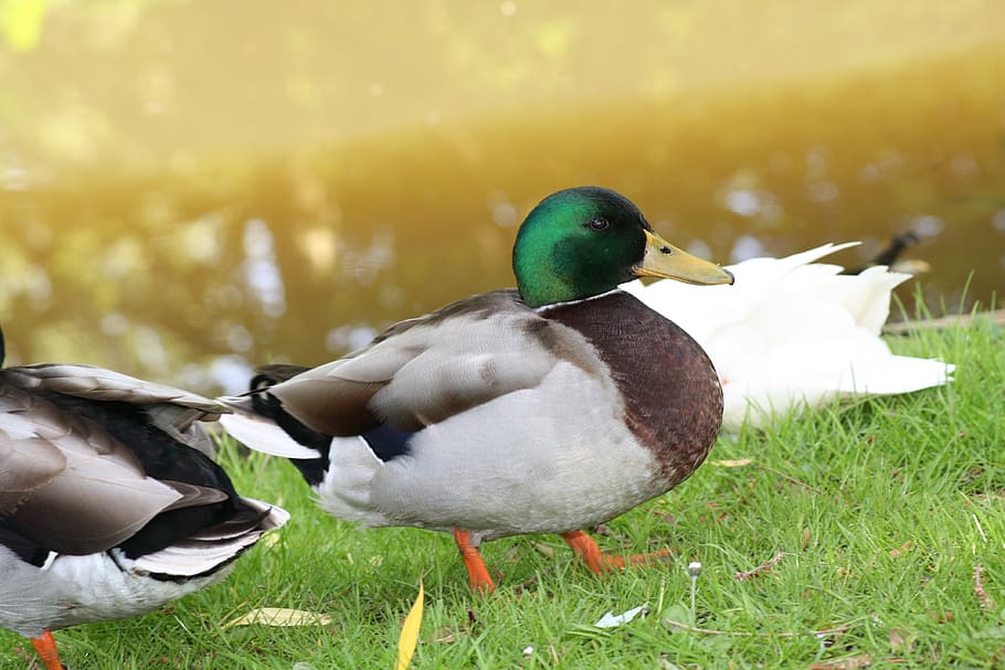 duck, water, bird, animals in the wild, vertebrate, animal wildlife HD wallpaper