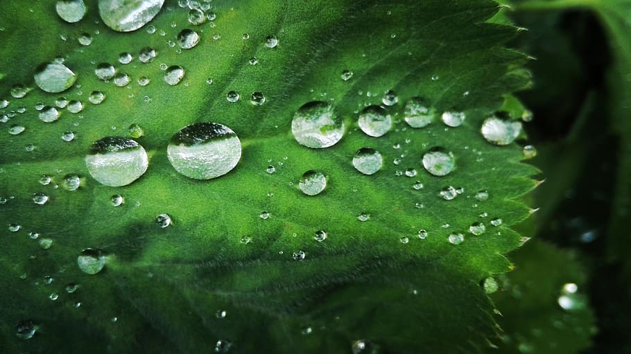 leave, leaf, dew, water, drop of water, water drops, wet, green color HD wallpaper