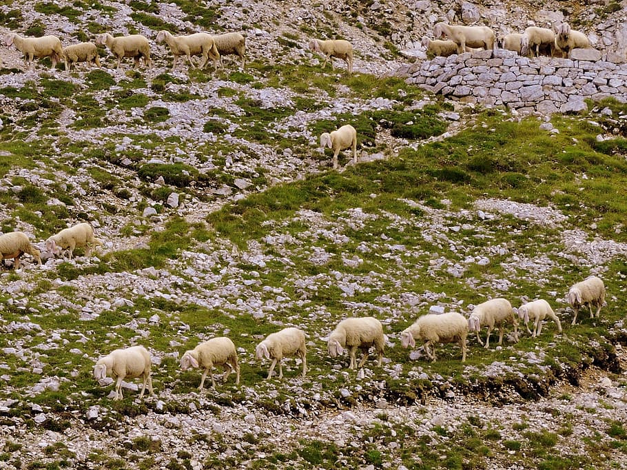 flock, row, grass, animal, sheep, livestock, animal themes HD wallpaper