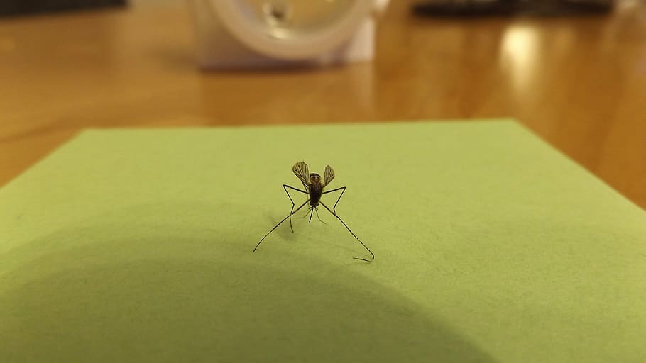 mosquito, insect, animal, close, vermin, invertebrate, animal themes HD wallpaper
